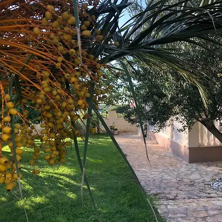 Olive Grove In Kroatien Direkt Am Nahe Zadar Und Nin Villa Privlaka (Zadar)