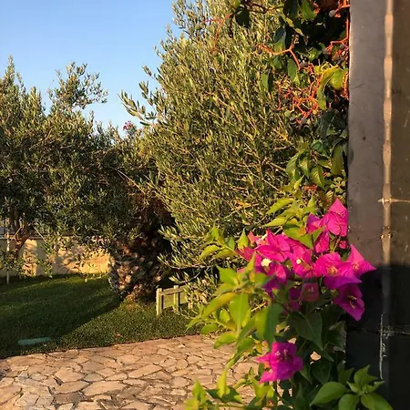 Olive Grove In Kroatien Direkt Am Nahe Zadar Und Nin 빌라 프리블라카