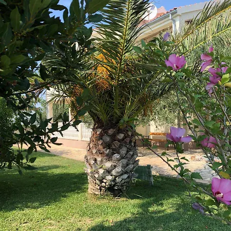 Olive Grove In Kroatien Direkt Am Nahe Zadar Und Nin