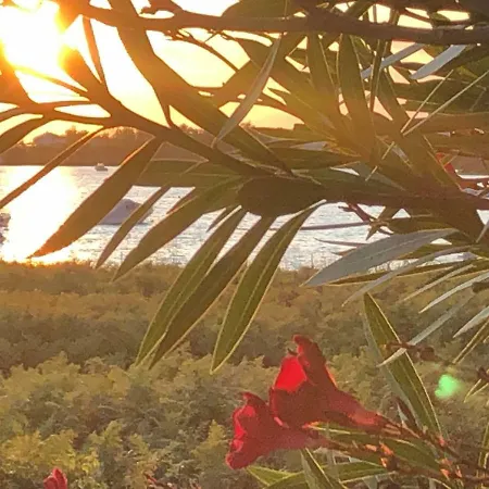 Olive Grove In Kroatien Direkt Am Nahe Zadar Und Nin * 프리블라카