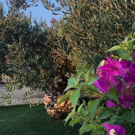 Willa Olive Grove In Kroatien Direkt Am Nahe Zadar Und Nin Privlaka (Zadar)