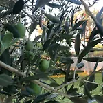 Olive Grove In Kroatien Direkt Am Nahe Zadar Und Nin Villa