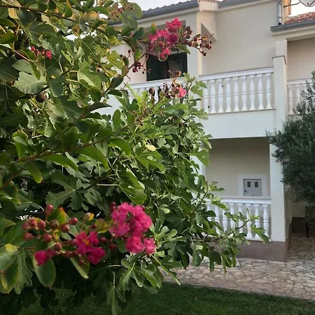 Olive Grove In Kroatien Direkt Am Nahe Zadar Und Nin * 普利拉卡