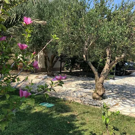 Olive Grove In Kroatien Direkt Am Nahe Zadar Und Nin 普利拉卡