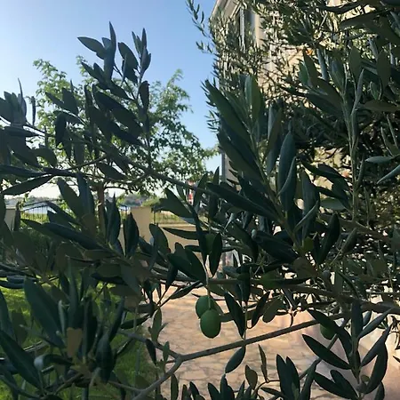 Olive Grove In Kroatien Direkt Am Nahe Zadar Und Nin 普利拉卡