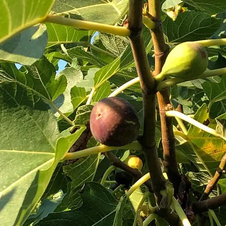 Olive Grove In Kroatien Direkt Am Nahe Zadar Und Nin 普利拉卡