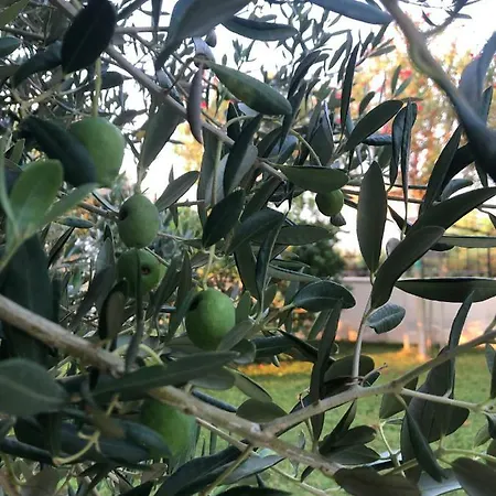 Olive Grove In Kroatien Direkt Am Nahe Zadar Und Nin Villa