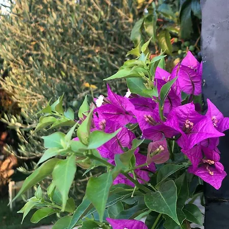 Villa Olive Grove In Kroatien Direkt Am Nahe Zadar Und Nin Privlaka (Zadar)