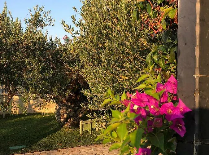 Olive Grove In Kroatien Direkt Am Nahe Zadar Und Nin 빌라 프리블라카