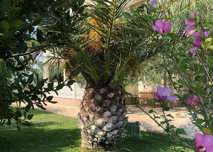 Olive Grove In Kroatien Direkt Am Nahe Zadar Und Nin