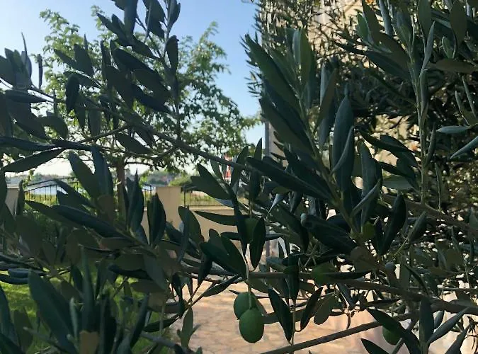 Olive Grove In Kroatien Direkt Am Nahe Zadar Und Nin 프리블라카