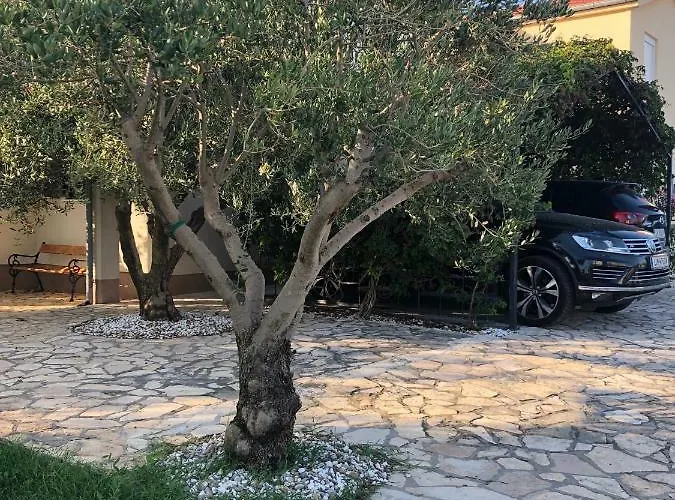 Olive Grove In Kroatien Direkt Am Nahe Zadar Und Nin 빌라