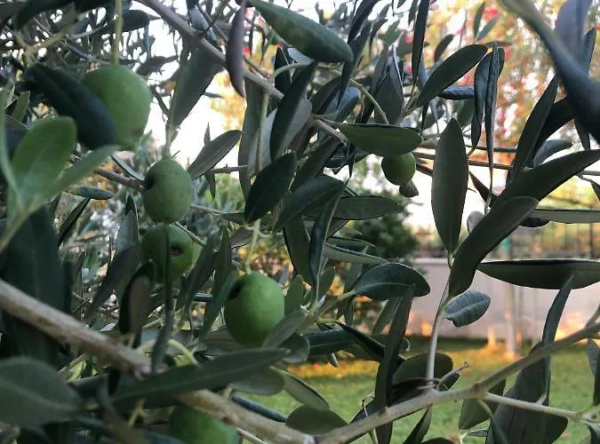 Olive Grove In Kroatien Direkt Am Nahe Zadar Und Nin 빌라