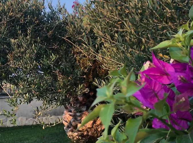 빌라 Olive Grove In Kroatien Direkt Am Nahe Zadar Und Nin 프리블라카